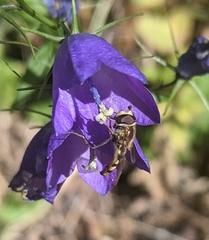 Eupeodes corollae