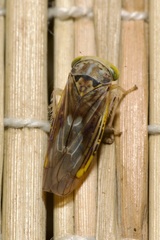 Idiocerus stigmaticalis