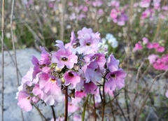 Nemesia strumosa