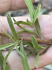 Eupatorium linearifolium