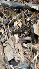 Platydracus maculosus