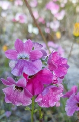 Nemesia strumosa
