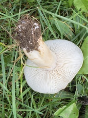 Clitocybe brunneocephala