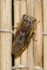 Idiocerus stigmaticalis