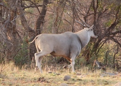 Tragelaphus oryx oryx
