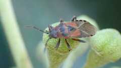 Arocatus melanocephalus