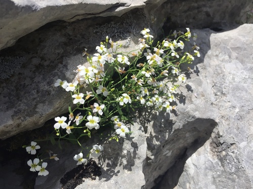 Arabidopsis croatica