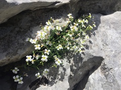 Arabidopsis croatica