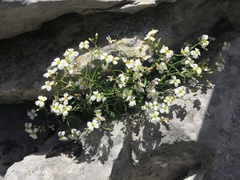 Arabidopsis croatica