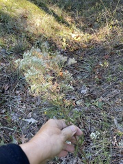 Eupatorium linearifolium