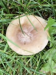 Clitocybe brunneocephala