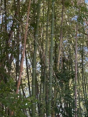 Phyllostachys aurea