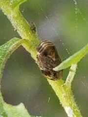 Clastoptera obtusa