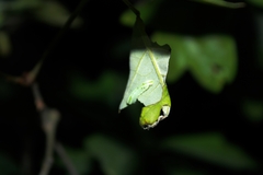 Satyrium edwardsii