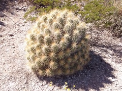 Echinocereus stramineus