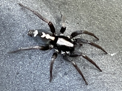 Eastern Parson Spider