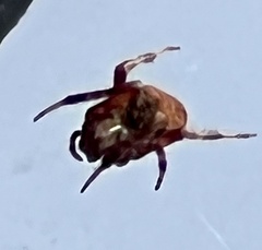 Uloborus glomosus