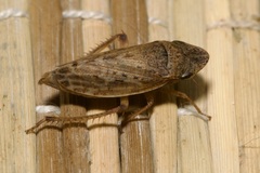 Aphrodes