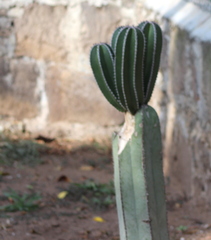 Lophocereus marginatus