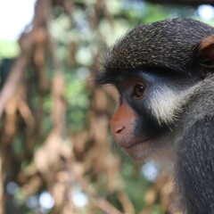 Cercopithecus erythrotis