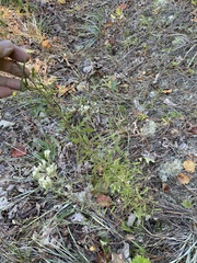 Eupatorium linearifolium