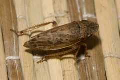Aphrodes