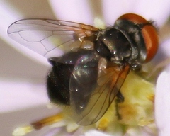 Phasia