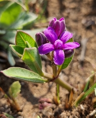 Raphionacme hirsuta