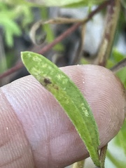 Eupatorium linearifolium