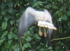 Buteogallus urubitinga