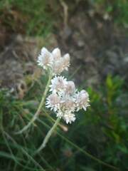 Antennaria dioica