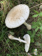 Amanita multisquamosa