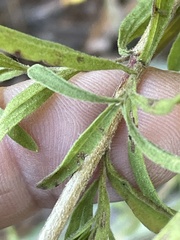 Eupatorium linearifolium