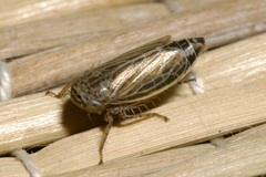 Streptanus aemulans