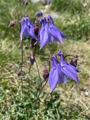 Aquilegia nigricans