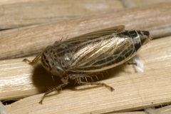 Streptanus aemulans