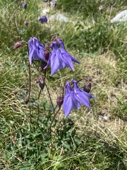 Aquilegia nigricans