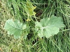Brassica oleracea