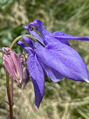 Aquilegia nigricans