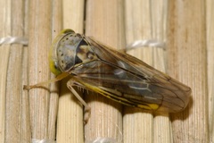Idiocerus stigmaticalis