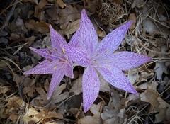 Colchicum variegatum