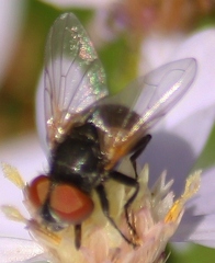 Phasia