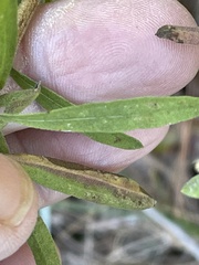 Eupatorium linearifolium