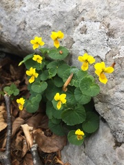 Viola biflora