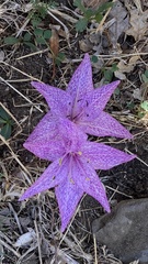Colchicum variegatum