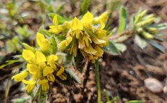 Leobordea