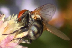 Phasia