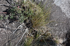 Deschampsia elongata