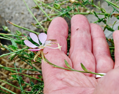 Oenothera hispida