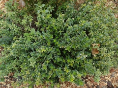 Baccharis conferta
